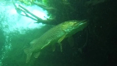 Fish underwater. Stock-Footage 72088871
