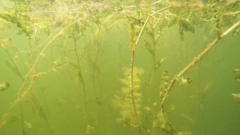Fish underwater. 스톡 동영상 72088985