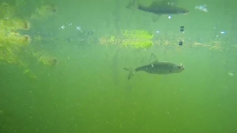 Fish underwater. Stock Footage 72089022