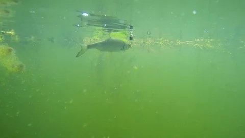 Fish underwater. Stock Footage 72089107
