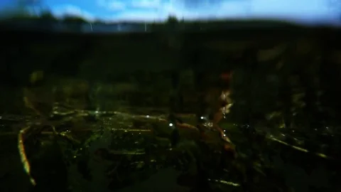 Fish underwater. Vídeo Stock 72089372