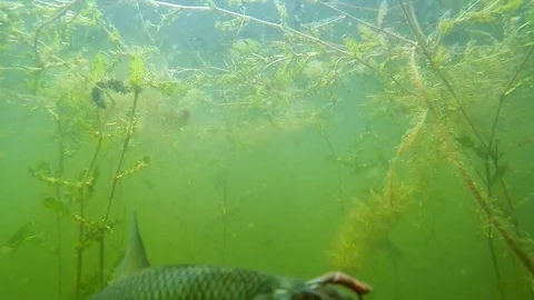 Fish underwater. Stock-Footage 72089738