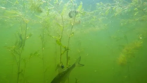 Fish underwater. Stock-Footage 72090065
