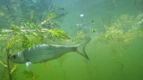 Fish underwater. 스톡 동영상 72090587
