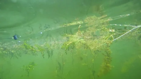 Fish underwater. Video stock 72090668