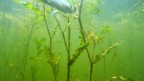 Fish underwater. Stock Footage 72090724