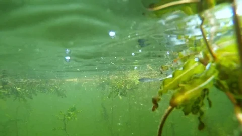 Fish underwater. Video stock 72090828