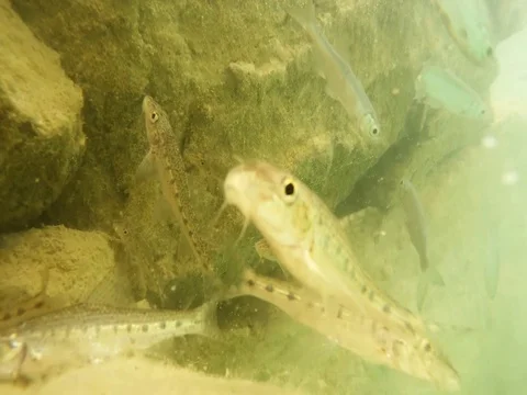Fish underwater. Stock Footage 77377946