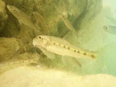 Fish underwater. Stock Footage 77377999