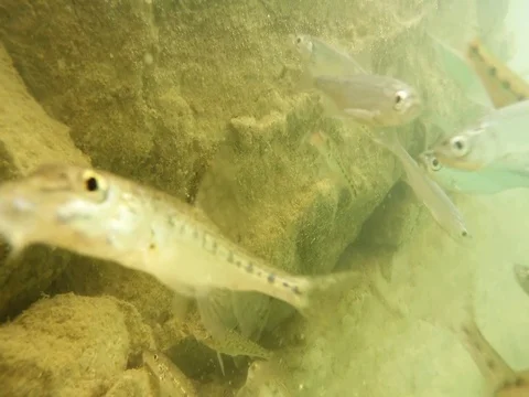 Fish underwater. Stock Footage 77378028