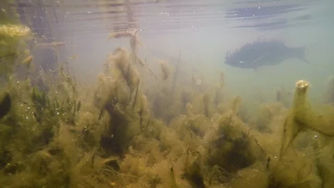 Fish Underwater Stock Footage 92147653