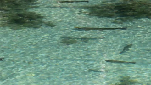 Fish underwater Stock Footage 117337889