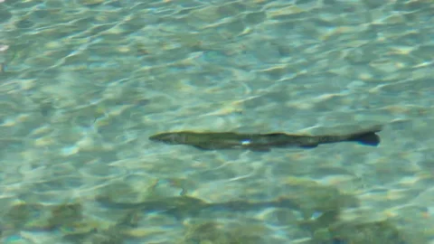 Fish underwater Stock Footage 117337954