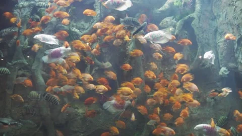 The fish underwater Stock Footage 162571715