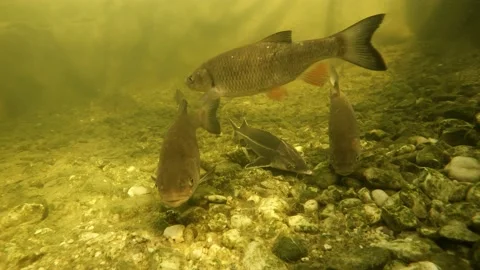 Fish underwater. Stock Footage 172593369