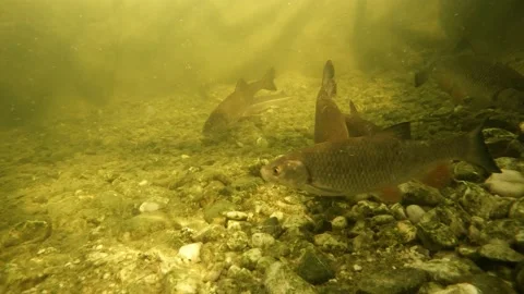 Fish underwater. Stock Footage 172593494