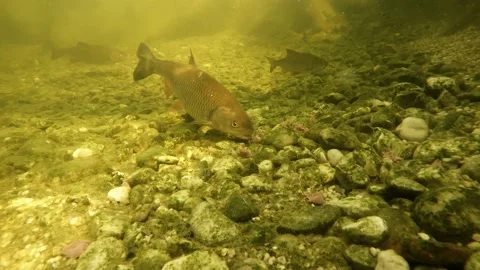 Fish underwater. Stock Footage 172593712