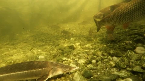 Fish underwater. Stock Footage 172594335