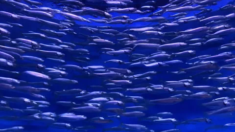 Fish underwater Stock Footage 220567029