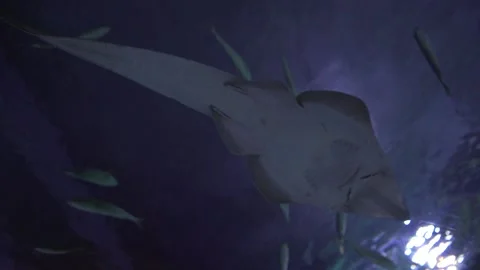 Fish underwater Video stock 229860474