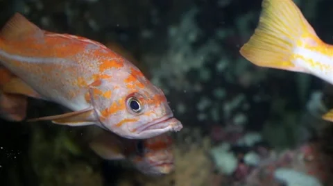 Fish underwater inside fishtank Stock Footage 47861067