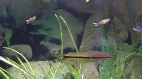 Fish underwater inside fishtank Video stock 50917001