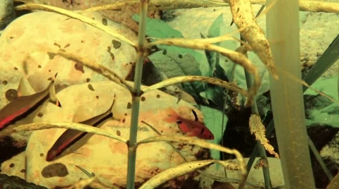 Fish underwater inside fishtank 스톡 동영상 54895262