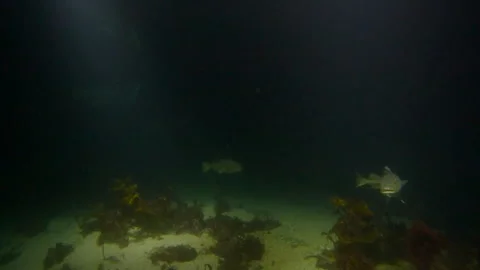 Fish underwater , large cods Stock Footage 272438228