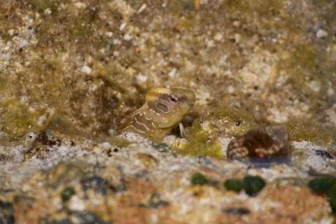 Fish underwater looking up Stock Photos