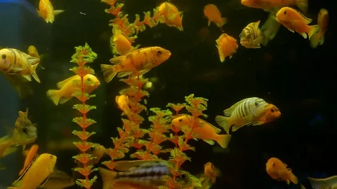Fish underwater in ocean. Fish video swim in a sea of beautiful ocean Stock Footage