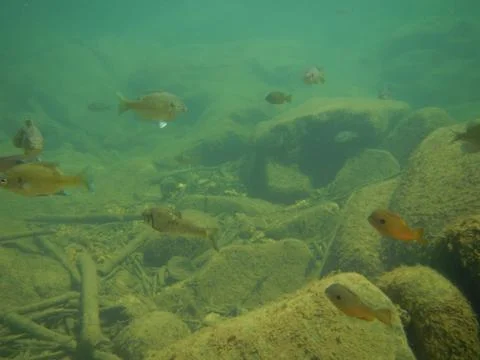 Fish Underwater Stock Photos
