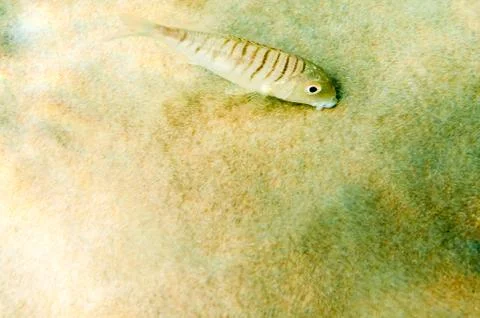 Fish underwater Stock Photos