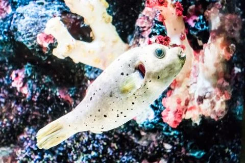 Fish in underwater Stock Photos