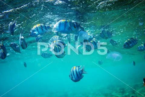 Fish underwater Stock Photos