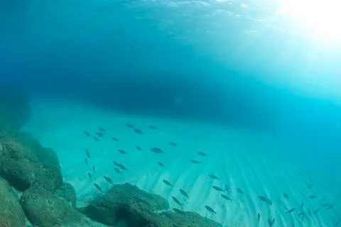 Fish underwater Stock Photos