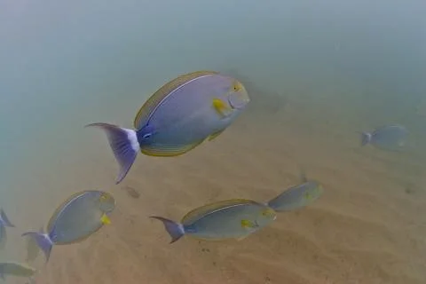 Fish underwater 库存照片