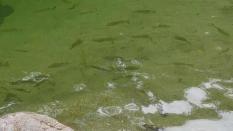 Fish underwater in river Stock Footage 112366283