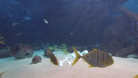 Fish underwater in the sea. Action camera shooting. 스톡 동영상 119723002