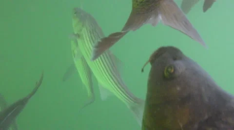 Fish underwater shot, group Video stock 41645354