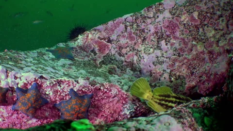 Fish underwater in slow motion close-up in Sea of Japan and starfish. Stock Footage 236456174