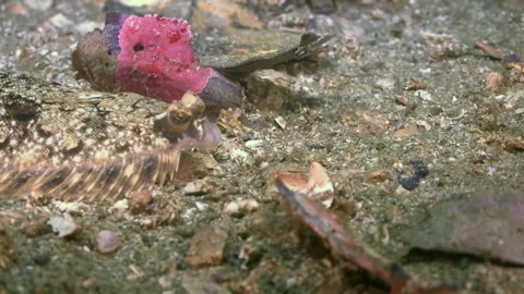Fish underwater in slow motion close-up in Sea of Japan at bottom. Stock Footage 236456893