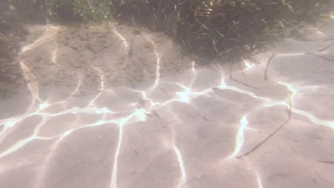 Fish Underwater Sun Reflection Stock Footage 157725086