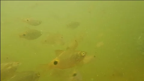Fish at underwater video. Stock Footage 245468881
