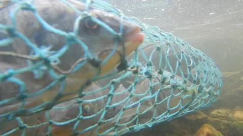 Fish at underwater video. Stock Footage 245532540
