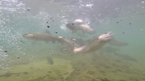 Fish, underwater world Stock Footage