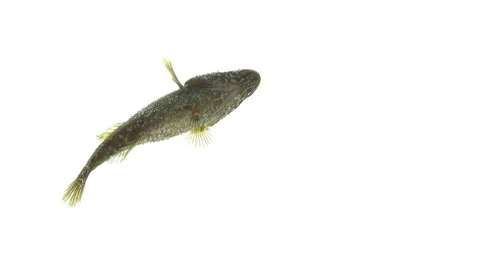 Fish in an unusual perspective isolated on white background Stock Footage 83590769