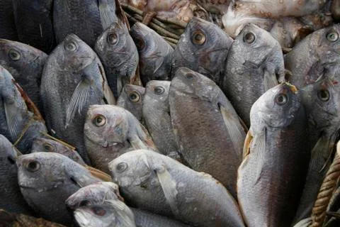 FISH UPRIGHT Stock Photos