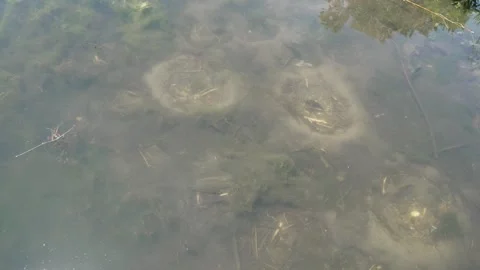 Fish using its tail to clean and deepen a spawning nest underwater Stock-Footage 340349575