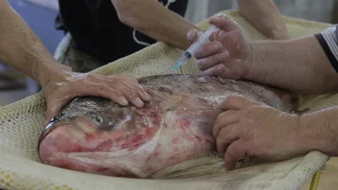 Fish Vaccination on a Fish Farm Stock Footage 106984401
