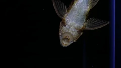 Fish vacuum in fish box water on black background, 스톡 동영상 81963366